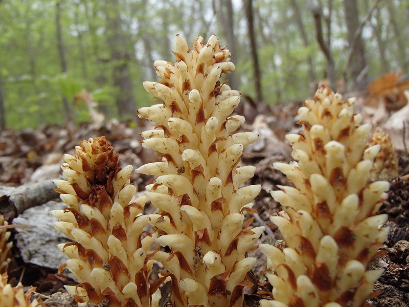 American Cancer-Root photo 4