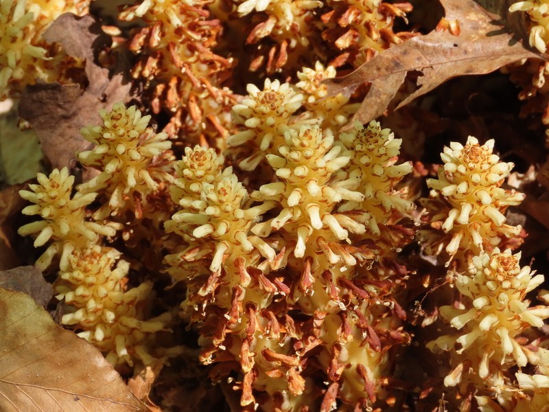 American Cancer-Root photo 5