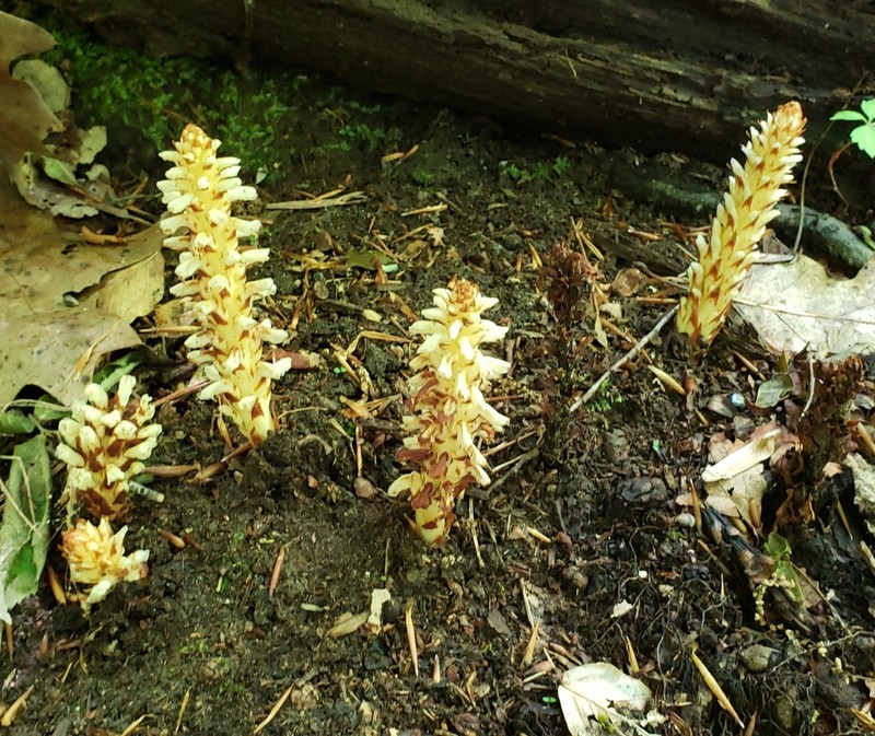 American Cancer-Root photo 7