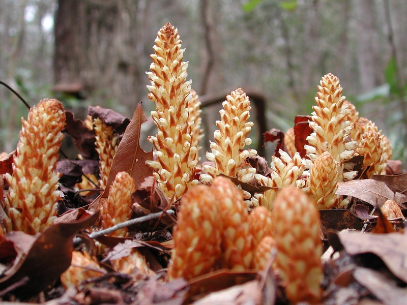 American Cancer-Root photo 8