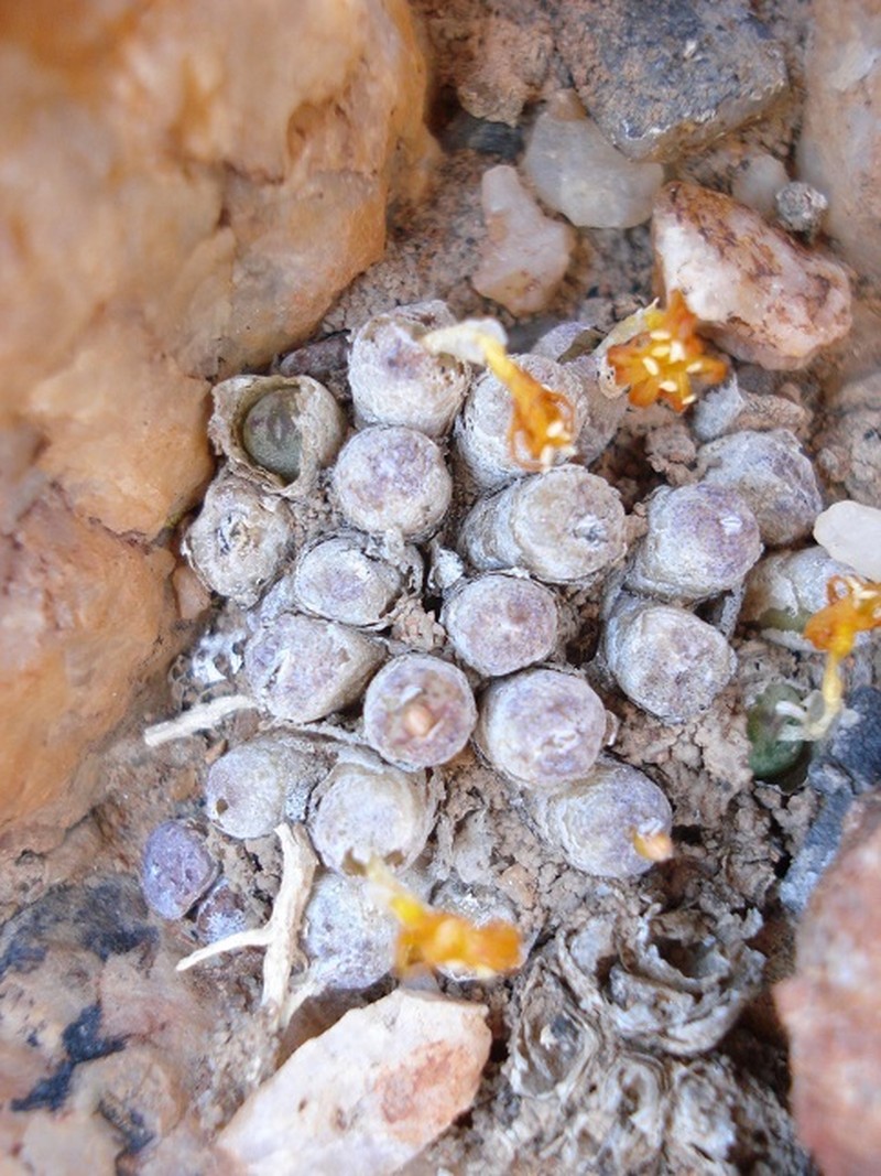 Conophytum auriflorum subsp. auriflorum