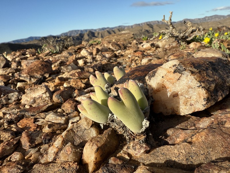 Conophytum bilobum subsp. bilobum photo 2