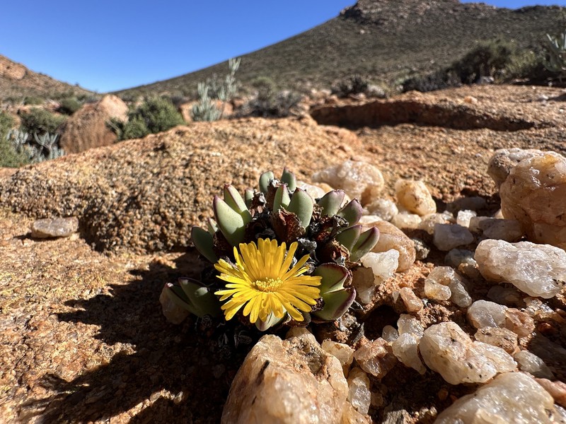 Conophytum bilobum subsp. bilobum photo 4