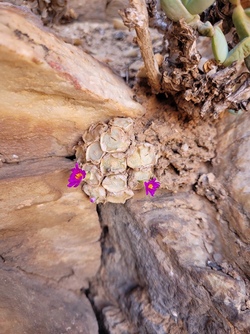 Conophytum bolusiae subsp. bolusiae