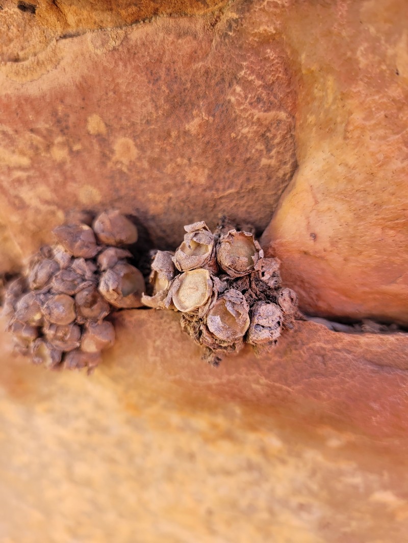 Conophytum bolusiae subsp. bolusiae photo 2