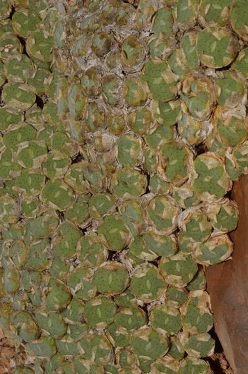 Conophytum bolusiae subsp. bolusiae photo 3