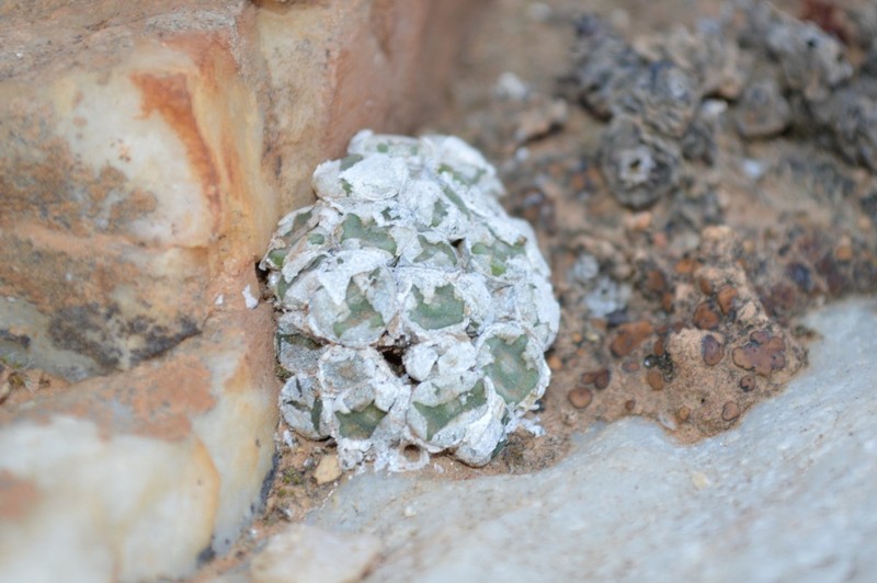 Conophytum bolusiae subsp. bolusiae photo 4