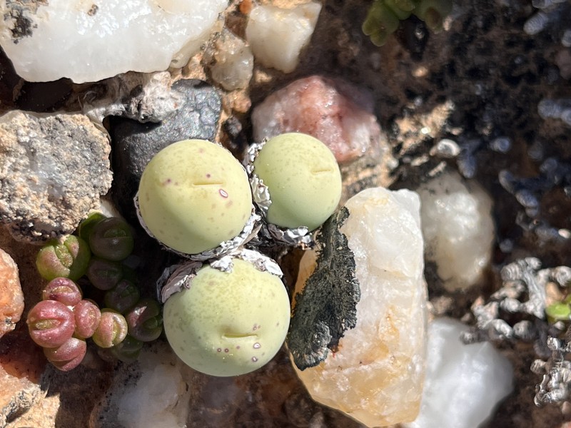 Conophytum calculus subsp. calculus