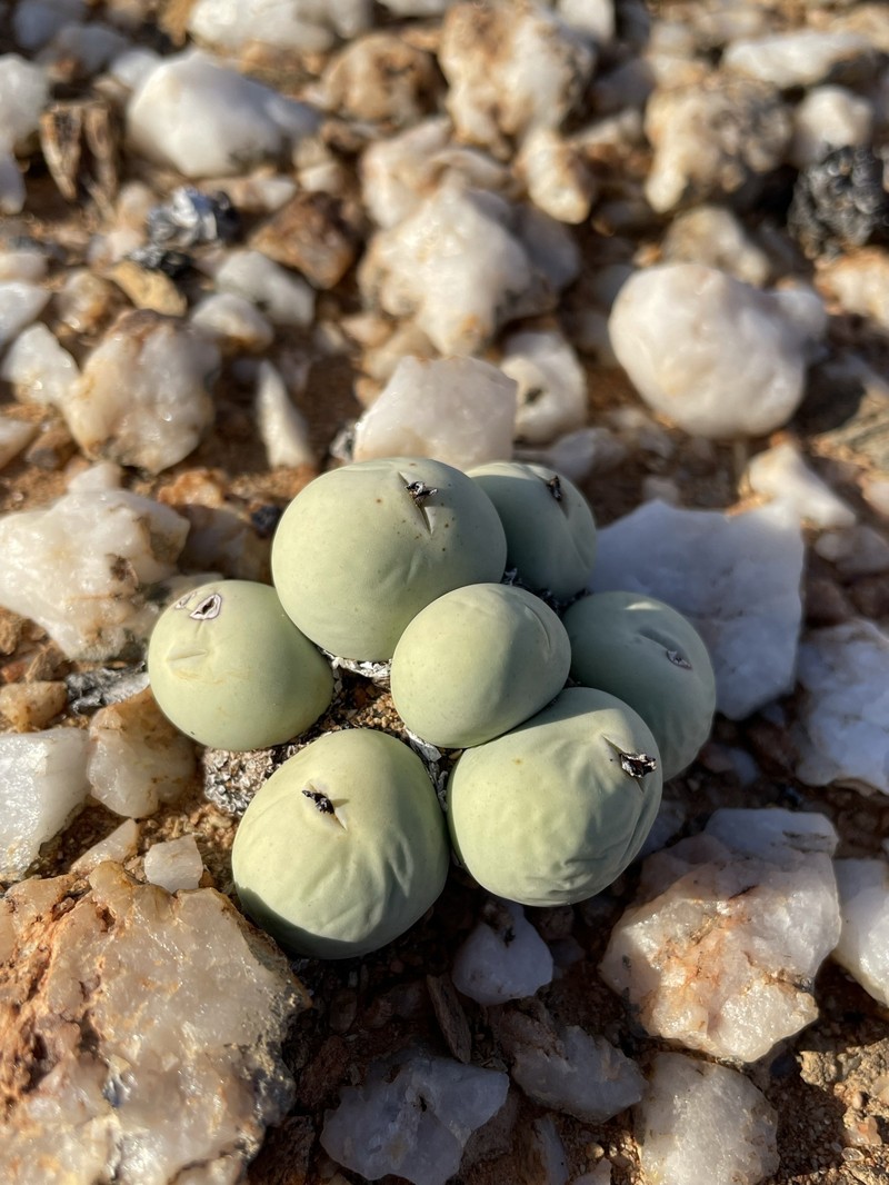 Conophytum calculus subsp. calculus photo 2