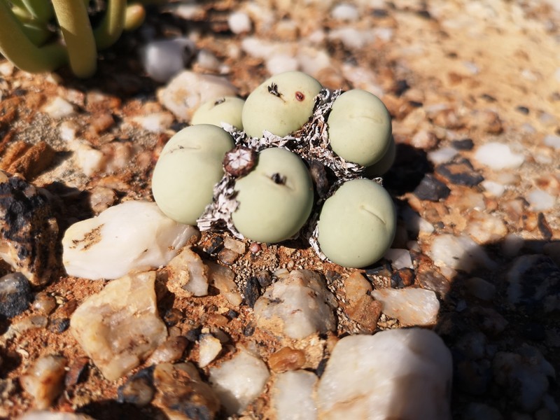 Conophytum calculus subsp. calculus photo 3