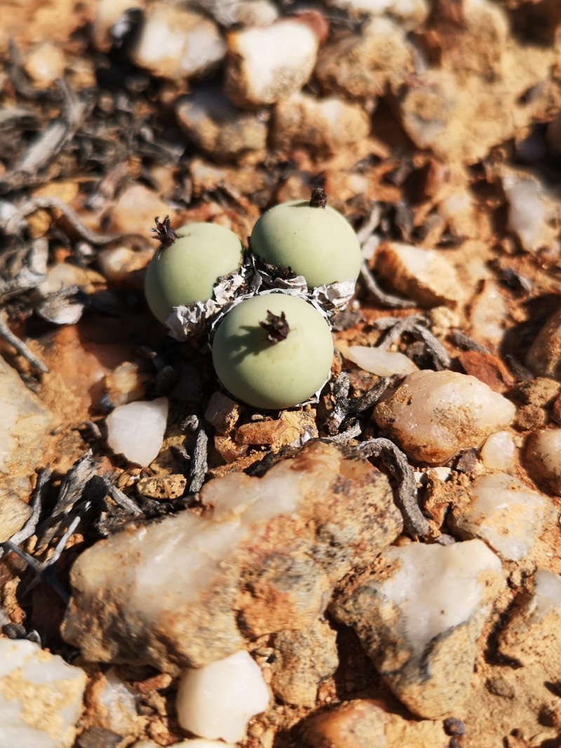 Conophytum calculus subsp. calculus photo 4