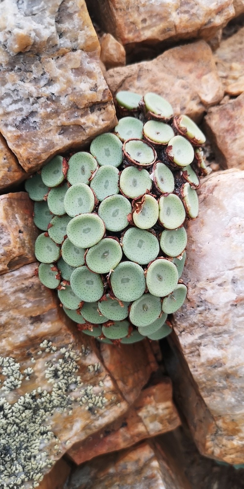 Conophytum crateriforme photo 2