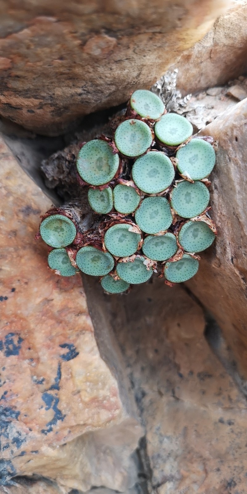 Conophytum crateriforme photo 3