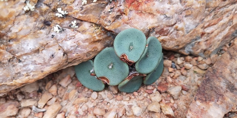 Conophytum crateriforme photo 4