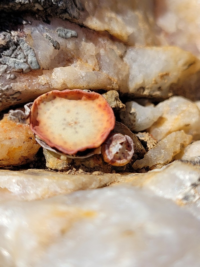 Conophytum crateriforme photo 6
