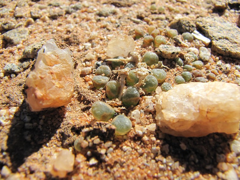 Conophytum devium subsp. devium