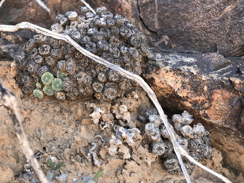 Conophytum ernstii subsp. ernstii