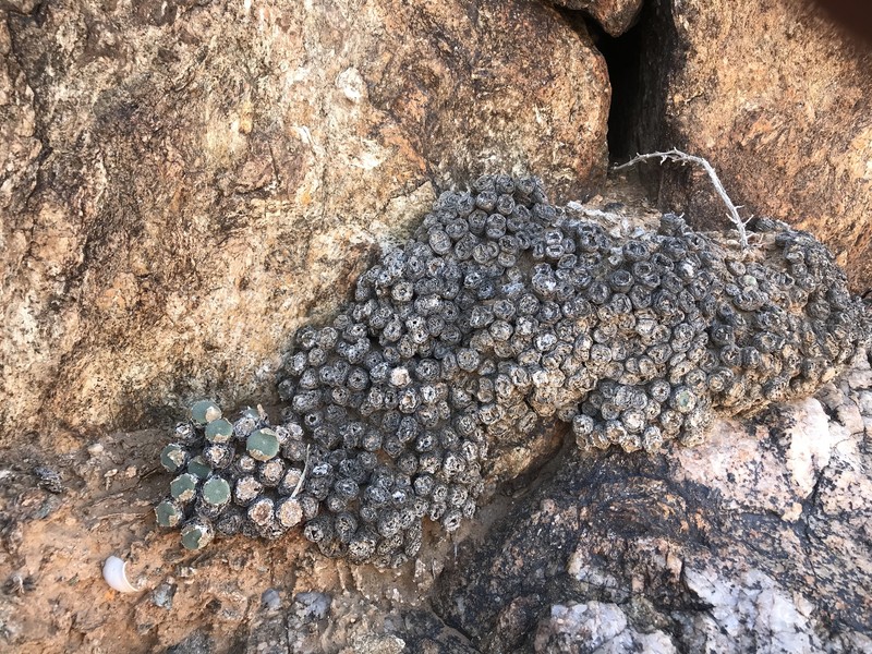 Conophytum ernstii subsp. ernstii photo 2