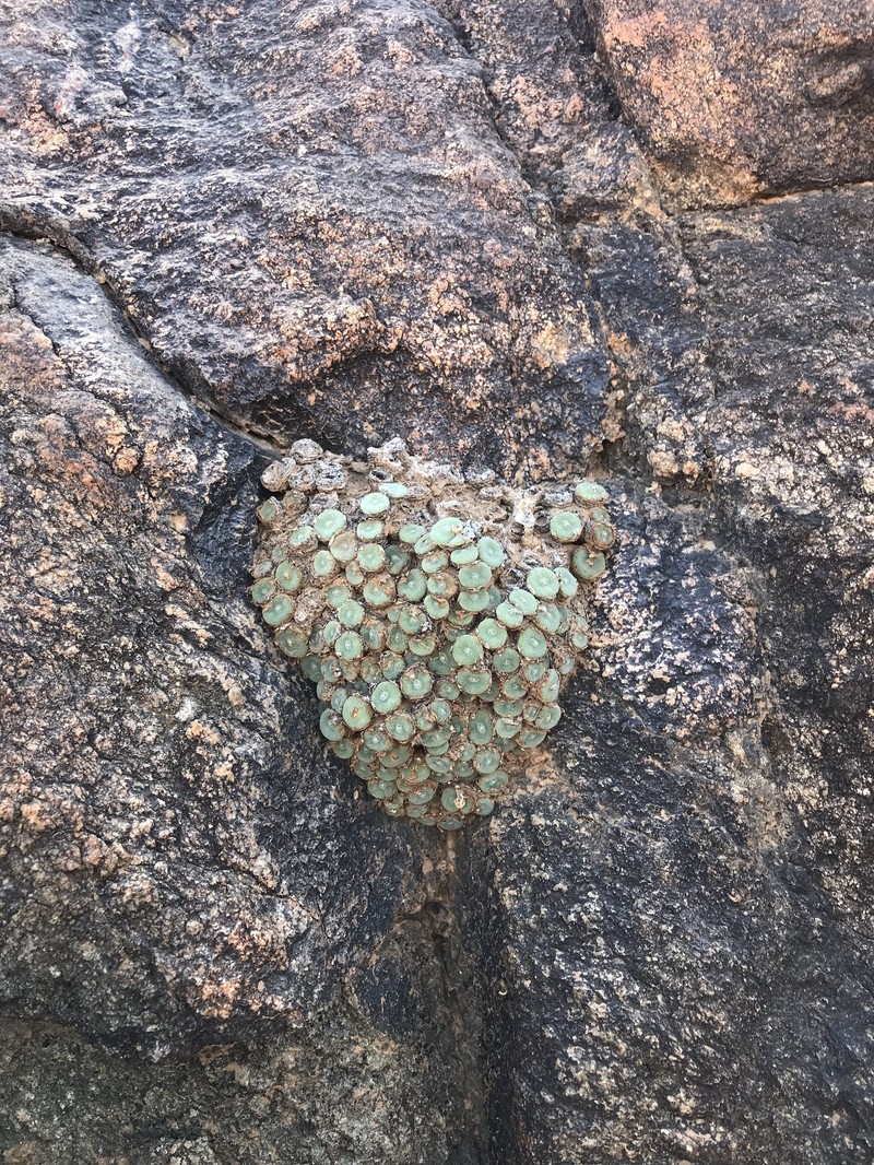 Conophytum ernstii subsp. ernstii photo 3
