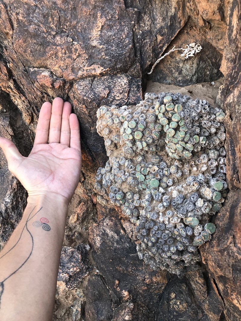 Conophytum ernstii subsp. ernstii photo 4