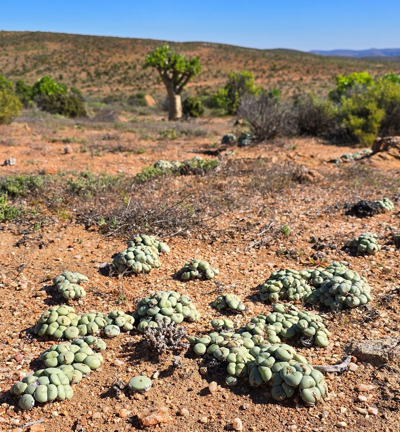 Conophytum flavum subsp. flavum