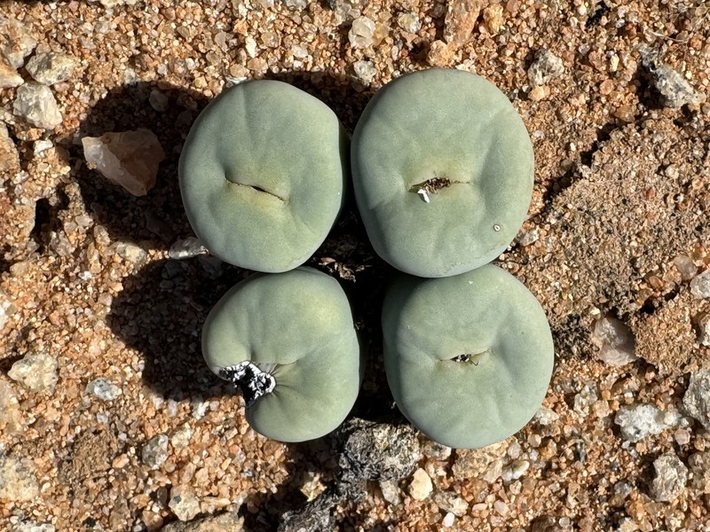 Conophytum flavum subsp. flavum photo 2