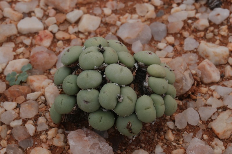 Conophytum flavum subsp. flavum photo 3