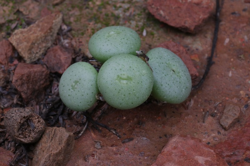 Conophytum flavum subsp. flavum photo 4