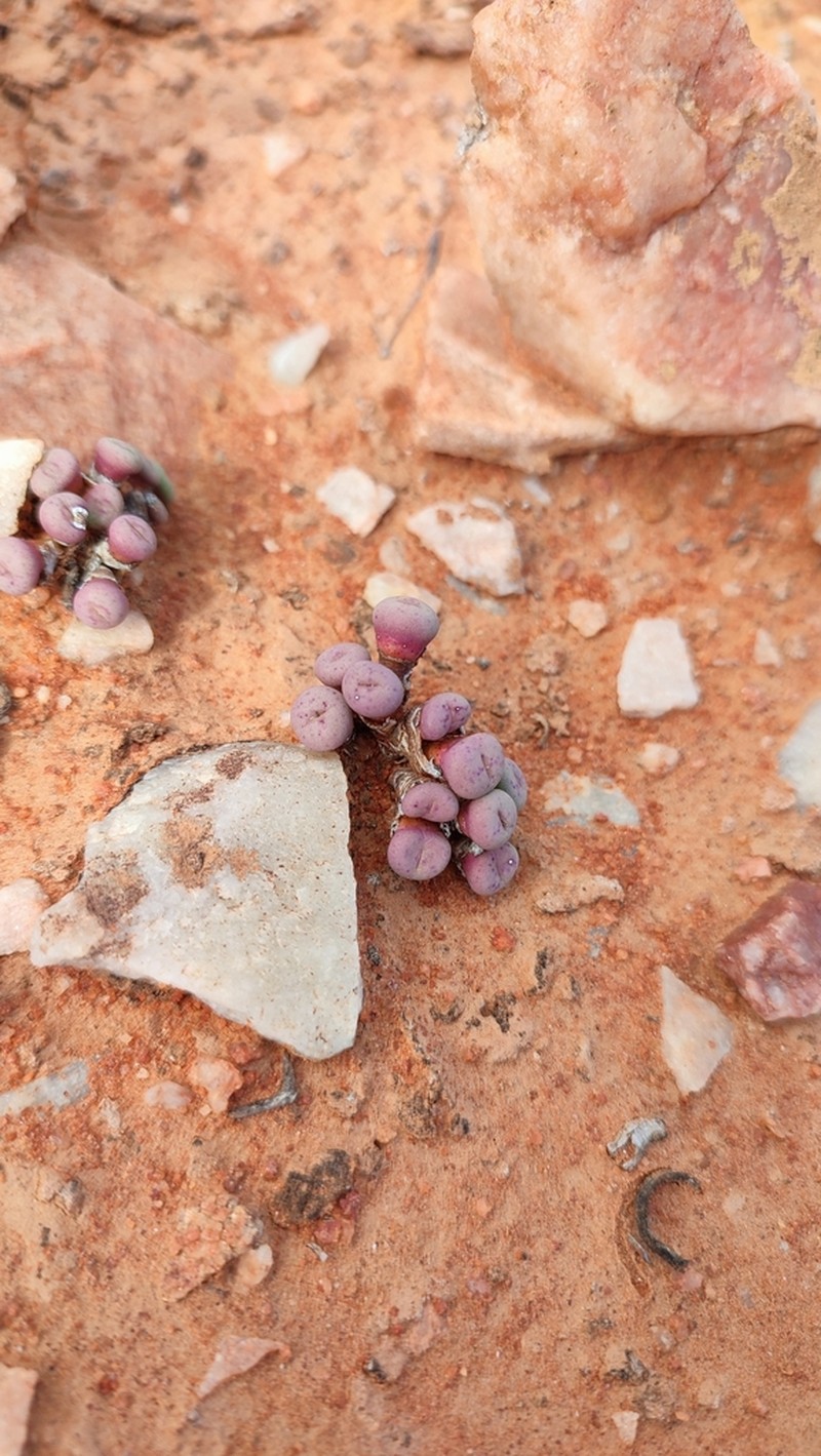 Conophytum francoiseae photo 2