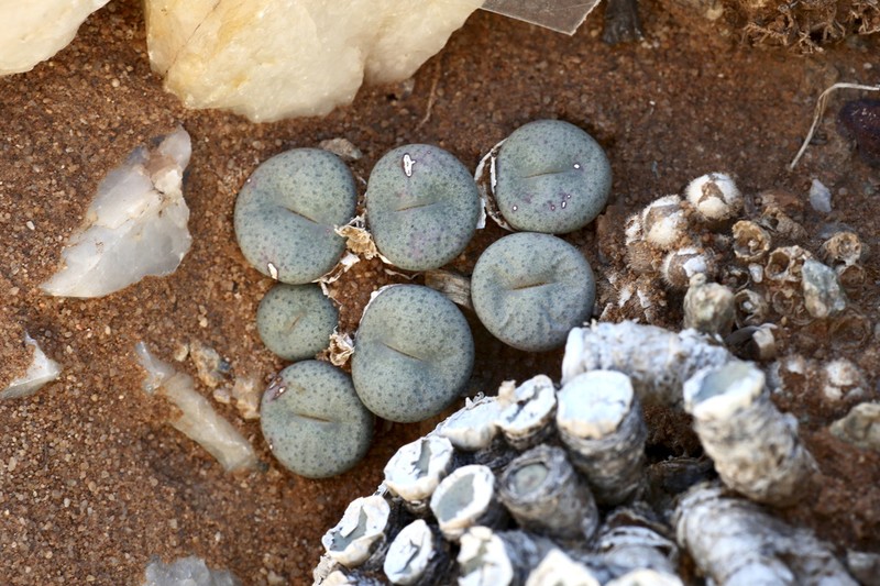 Conophytum francoiseae photo 4