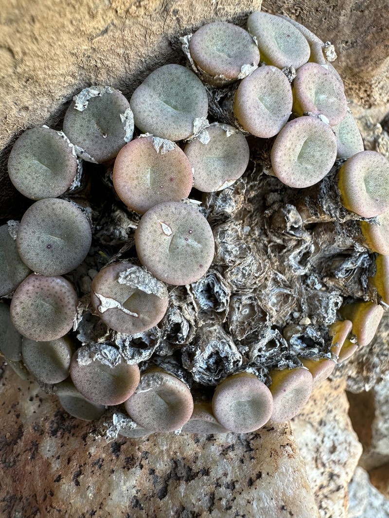 Conophytum francoiseae photo 6