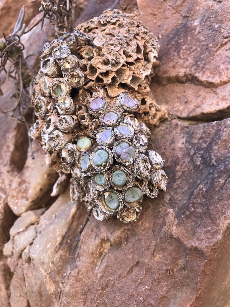 Conophytum francoiseae photo 7