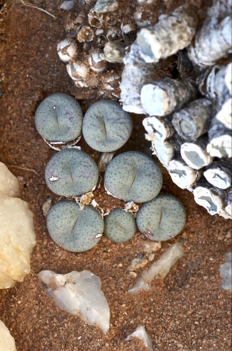 Conophytum francoiseae