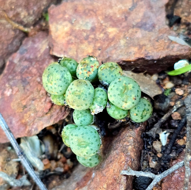 Conophytum jucundum subsp. jucundum