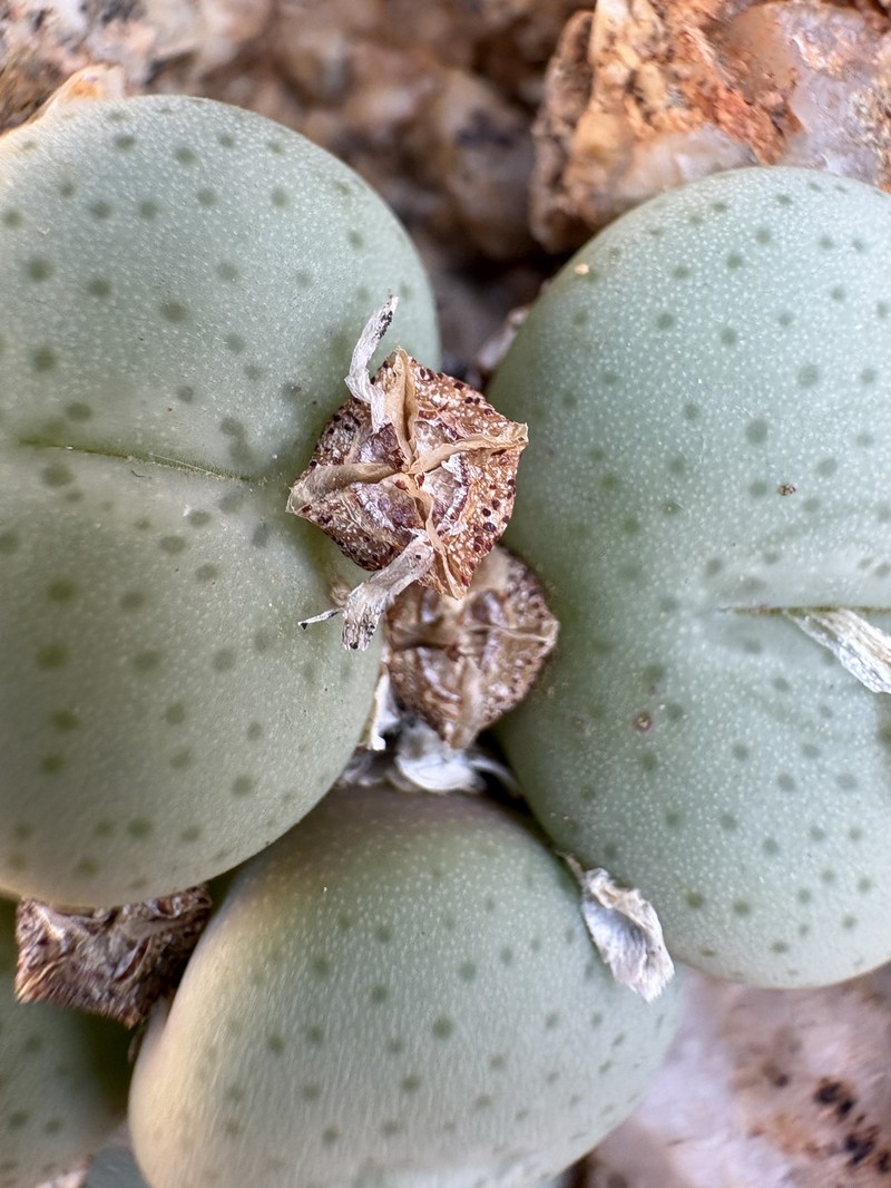 Conophytum jucundum subsp. jucundum photo 2
