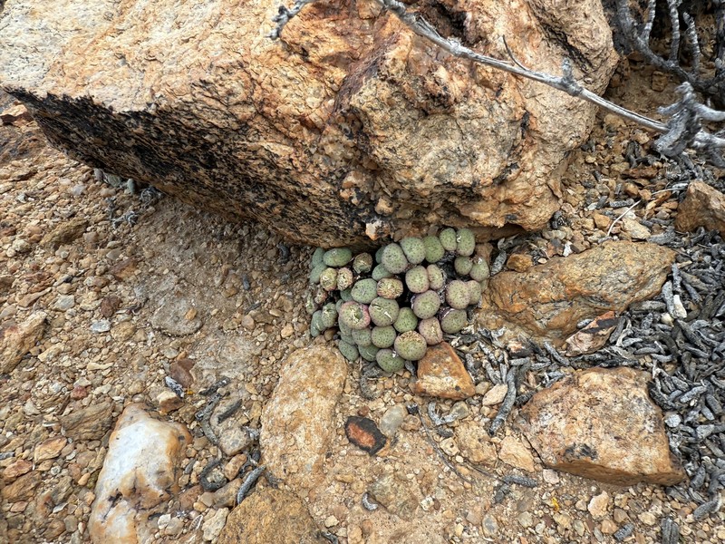 Conophytum jucundum subsp. jucundum photo 3