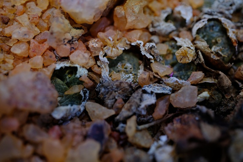 Conophytum lithopsoides subsp. lithopsoides