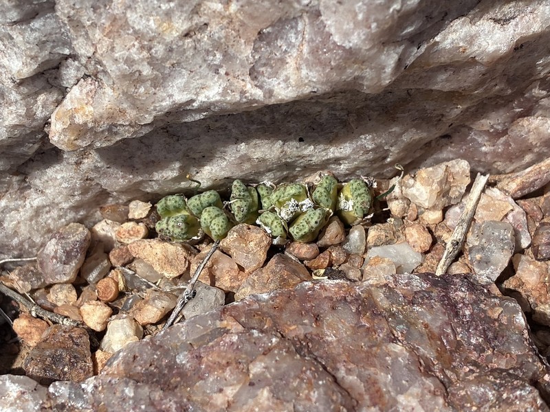 Conophytum marginatum var. marginatum