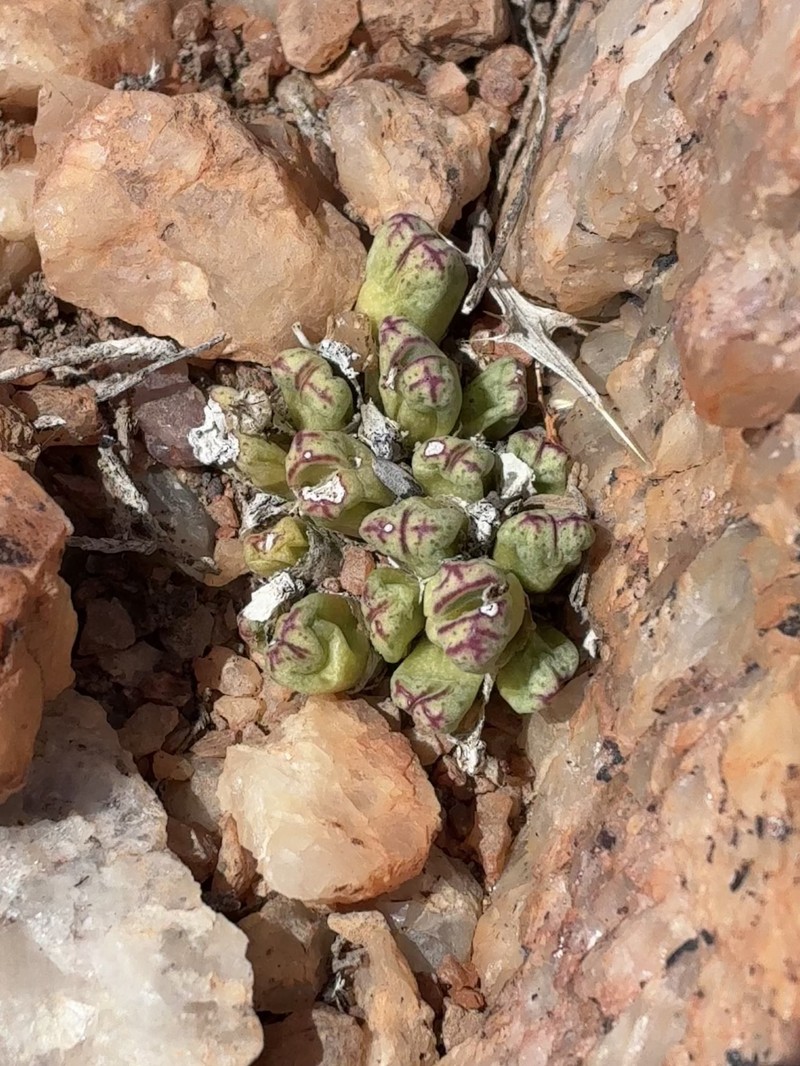 Conophytum marginatum var. marginatum photo 2