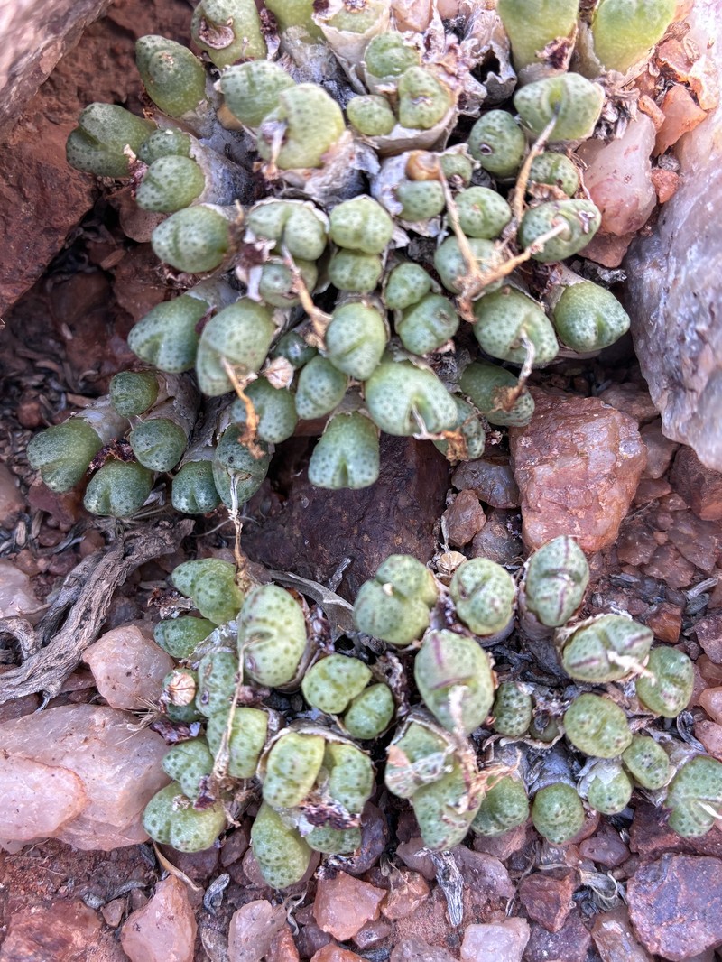 Conophytum marginatum var. marginatum photo 3