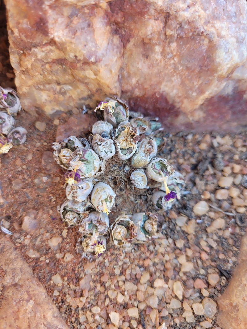 Conophytum marginatum var. marginatum photo 4