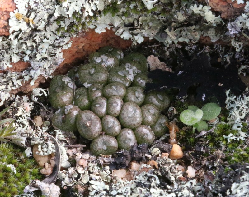 Conophytum minusculum subsp. minusculum