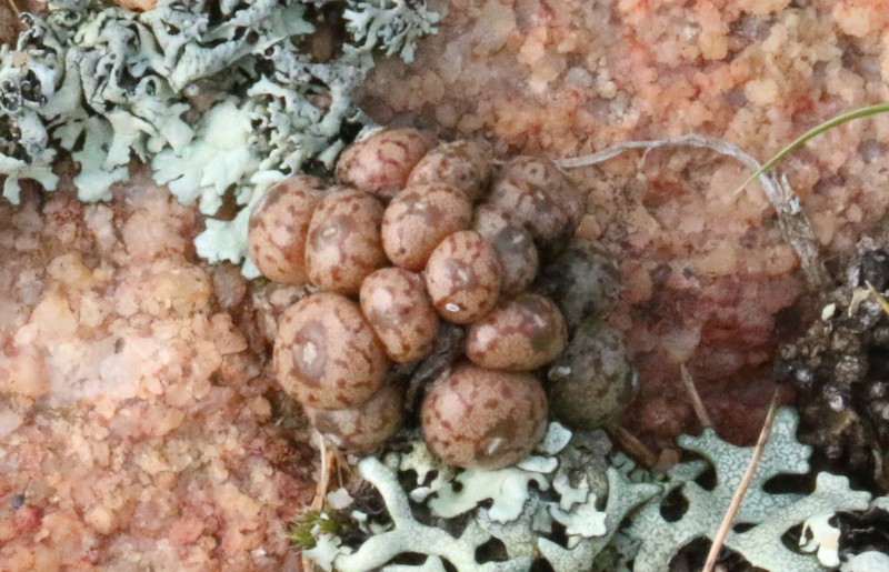Conophytum minusculum subsp. minusculum photo 2