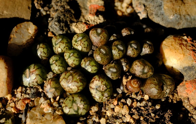 Conophytum minusculum subsp. minusculum photo 3