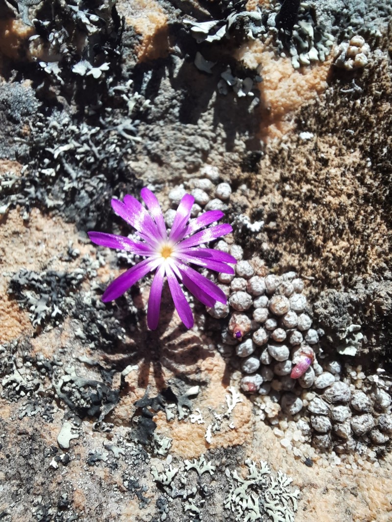 Conophytum minusculum subsp. minusculum photo 4