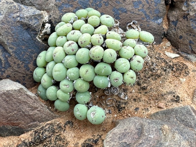 Conophytum minutum var. minutum
