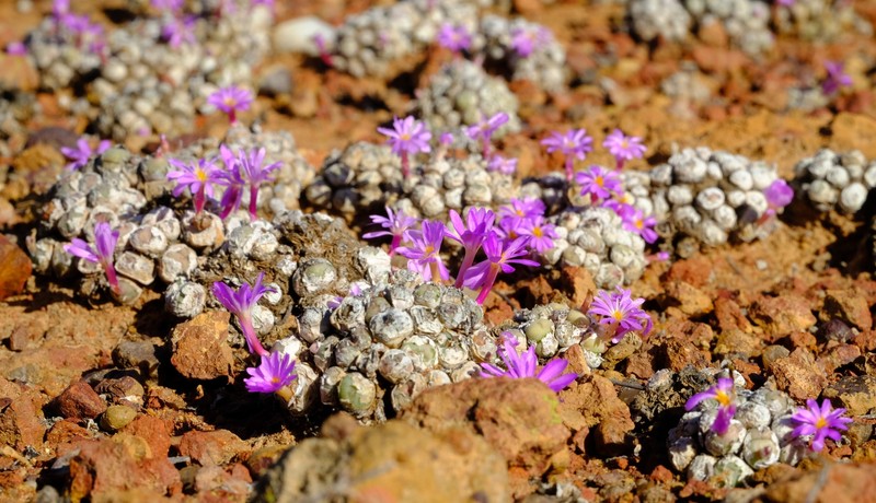 Conophytum minutum var. minutum photo 2