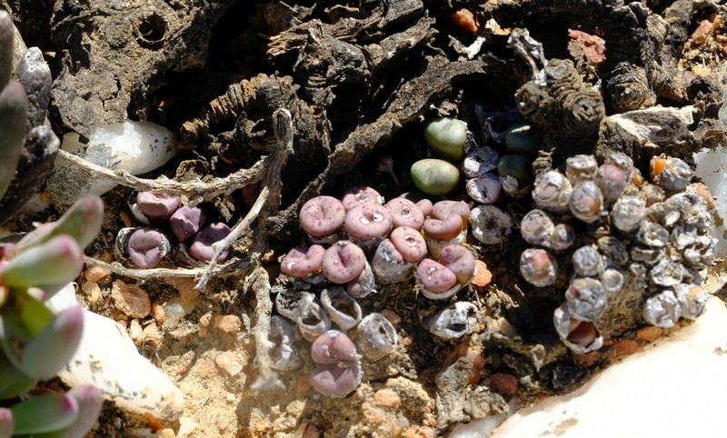 Conophytum minutum var. minutum photo 3