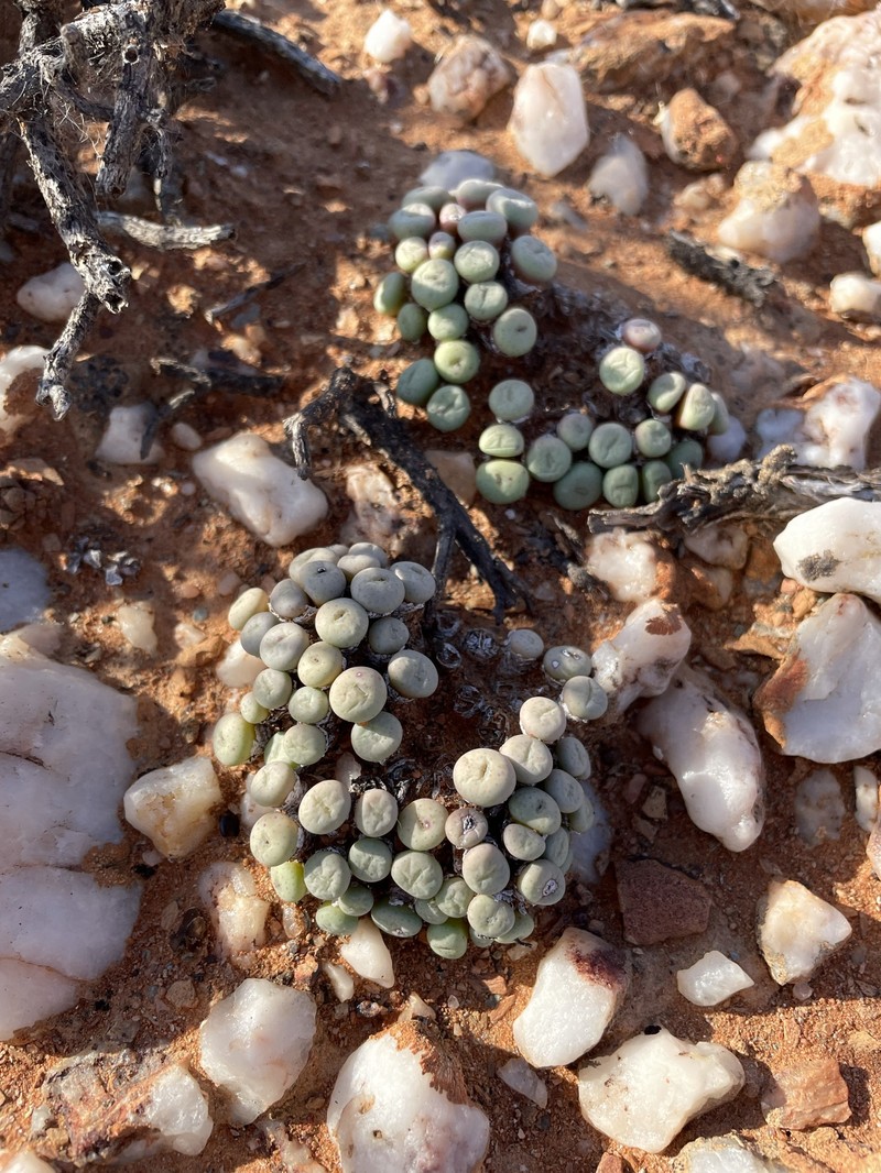 Conophytum minutum var. minutum photo 4