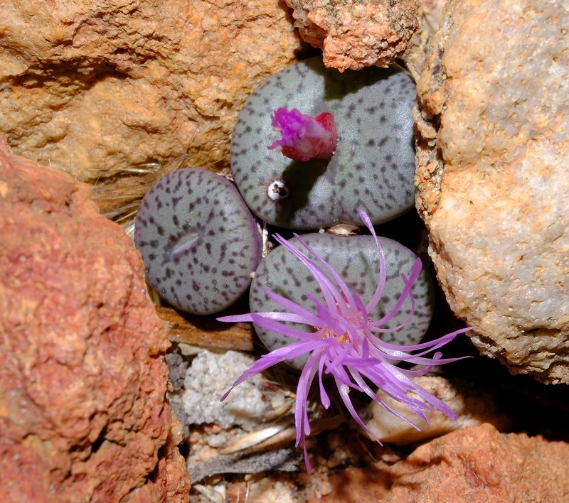 Conophytum obcordellum subsp. obcordellum